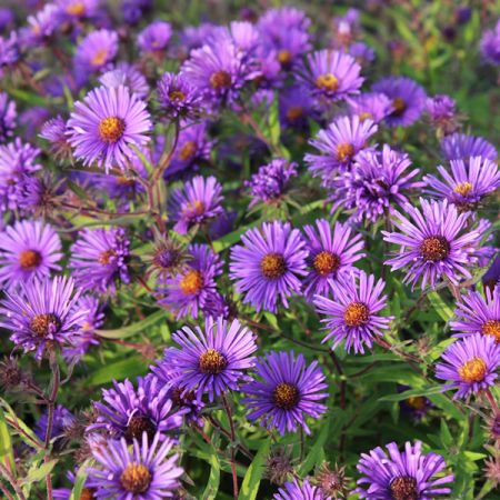 New England-Aster 'Barr's Blue'