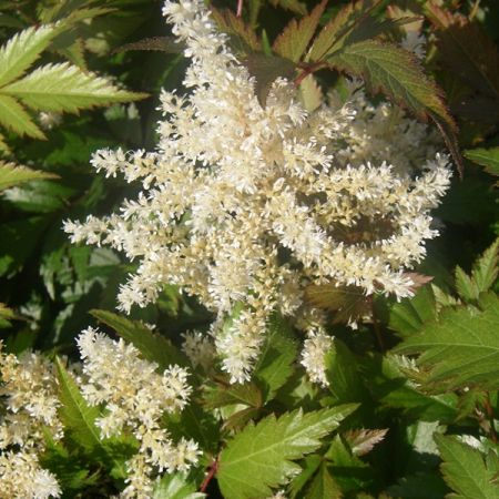 Japanische Prachtspiere 'Gladstone'