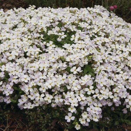 Golderdbeere 'Alba'