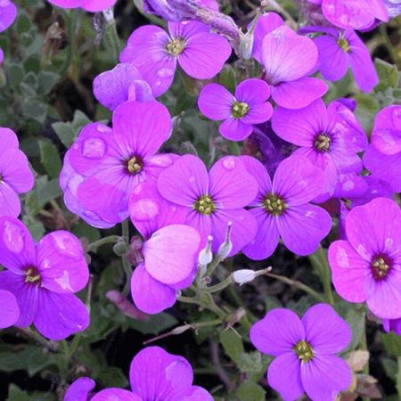 Golderdbeere 'Blaumeise'