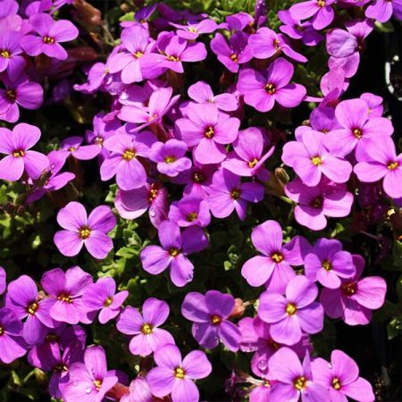 Golderdbeere 'Rosenteppich'
