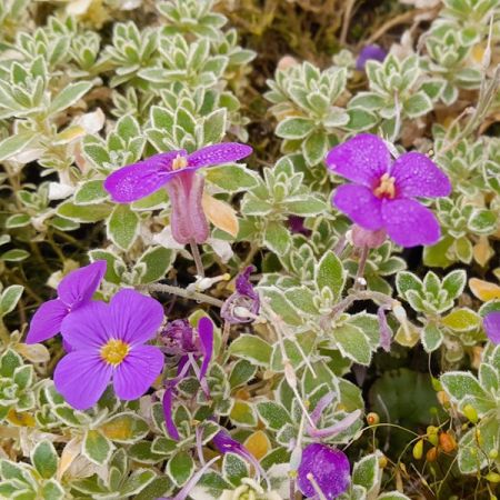 Golderdbeere 'Silberrand'