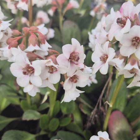 Bergenie Dragonfly 'Angel Kiss'