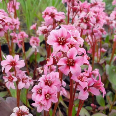 Bergenie Dragonfly 'Sakura'