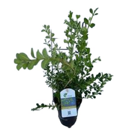 BetterBuxus® Babylon Beauty