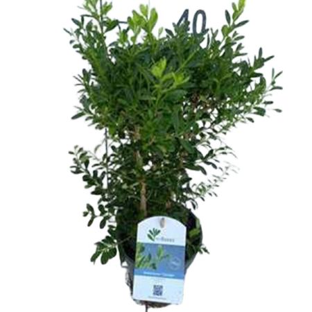 BetterBuxus® Skylight  