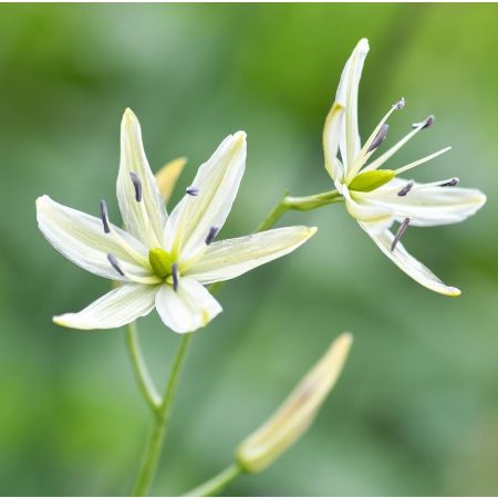 10 × Leichtlins Prärielilien 'Alba'