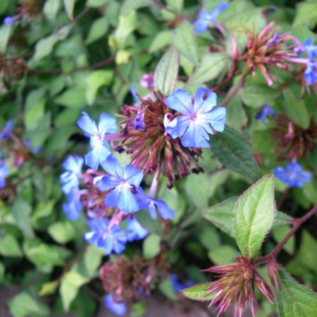 Willmott‑Weidenblau