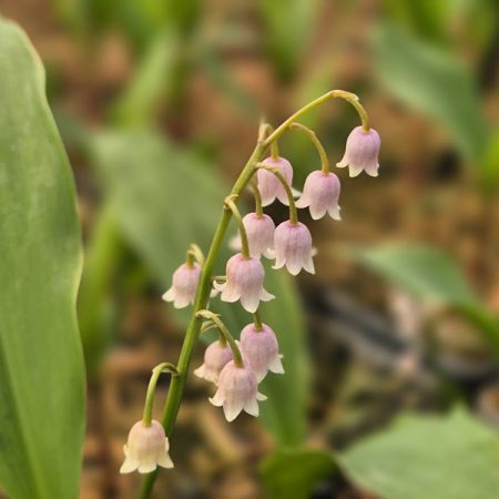 Maiglöckchen 'Rosea'