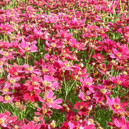 Scheinkorbblume 'Ruby Red'