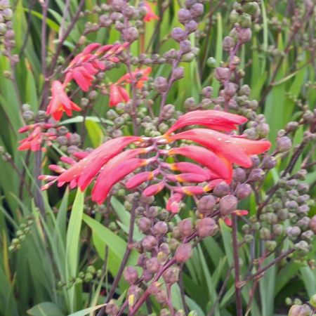 Montbretie 'Red King'