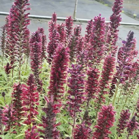 Echium 'Red Feathers'