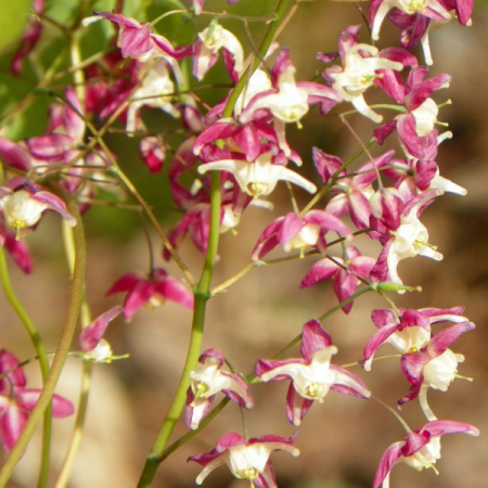 Großblütige Elfenblume 'Red Beauty'
