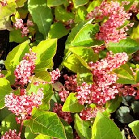 Japanischer Staudenknöterich 'Rosea'