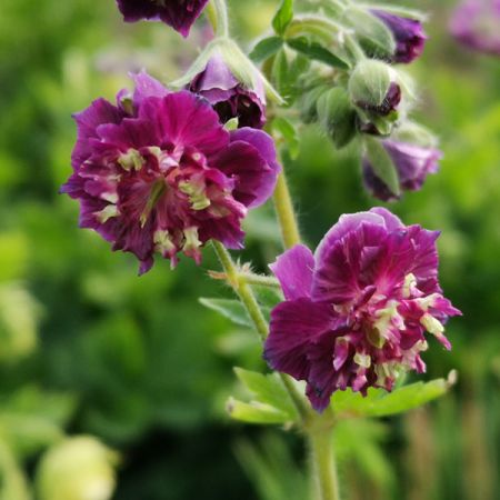 Storchschnabel phaeum 'Joseph Green'