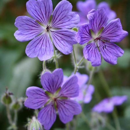 Storchschnabel renardii 'Terre Franche'