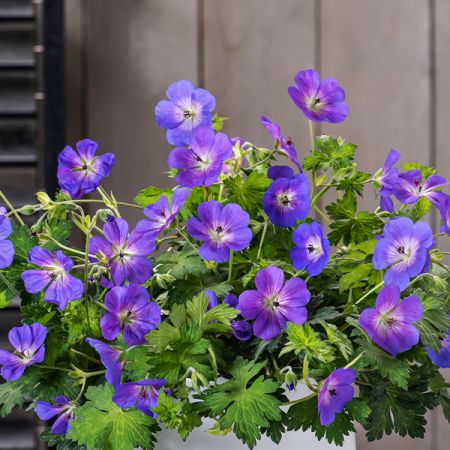 Storchschnabel wallichianum 'Bloom Time'