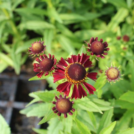 Sonnenbraut 'Ruby Tuesday'