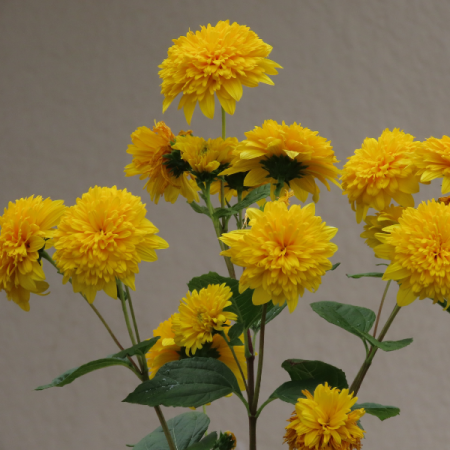 Sonnenblume 'Loddon Gold'