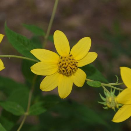 Sonnenblume microcephalus