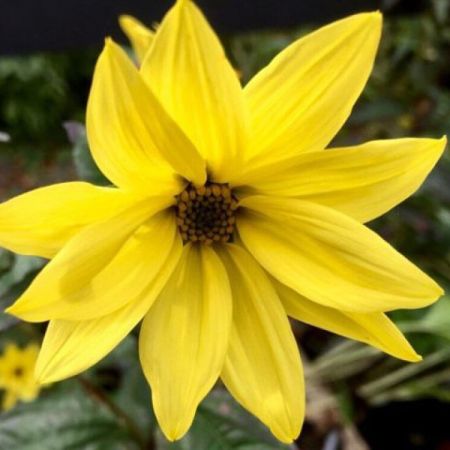 Sonnenblume microphyllus 'Anne'