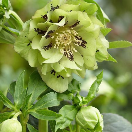 Lenzrose 'Double Ellen Green'