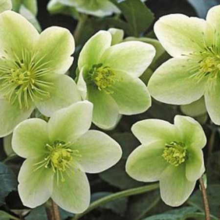 Lenzrose 'Green'