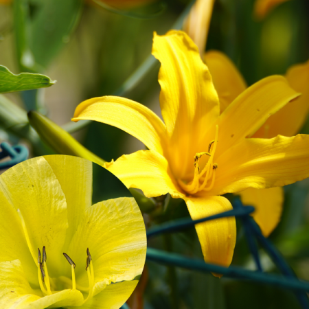 Taglilie 'Citronella'
