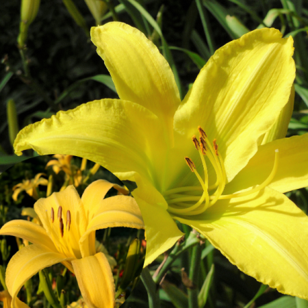 Taglilie 'Hyperion'