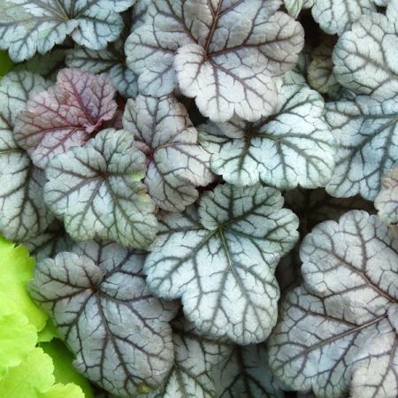 Purpurglöckchen 'Cinnabar Silver'