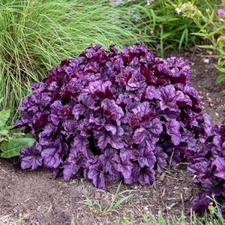 Purpurglöckchen 'Wildberry'