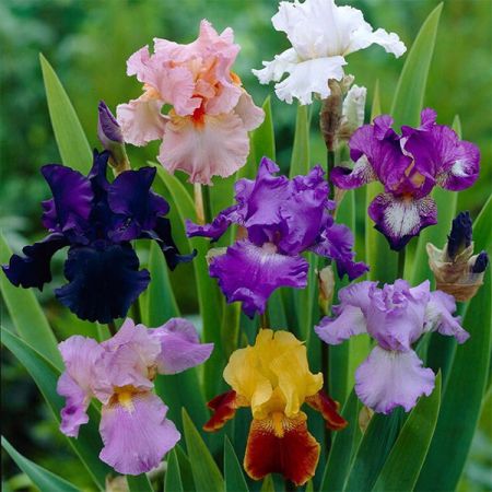 Bart-Iris 'Raspberry Candle'
