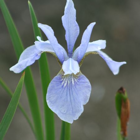 Sibirische Schwertlilie 'Perry's Blue'