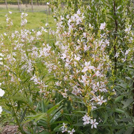 Blut-Weiderich 'White Swirl'
