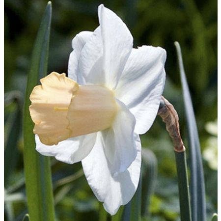 100 × Narzissen 'Salome'