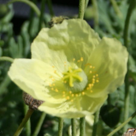 Japanischer Mohn
