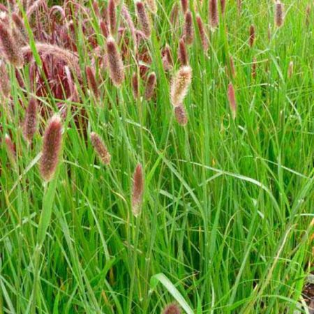 Lampenputzergras 'Red Bunny Tails'