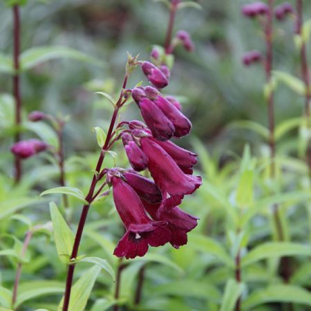 Bartfaden 'Rich Ruby'
