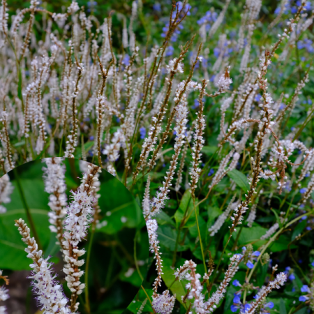 Knöterich 'Alba Junior'