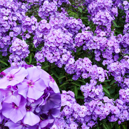 Hoher Phlox 'Blue Boy'