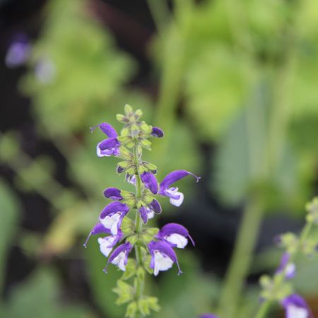Salbei 'Madeline'