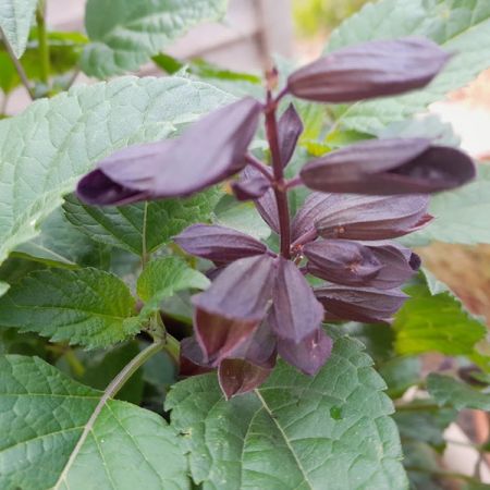 Guaranitica-Salbei 'Plum Crazy'