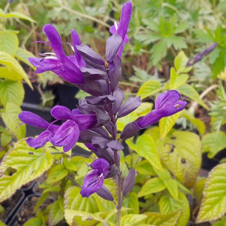 Guaranitica-Salbei 'Purple & Bloom'