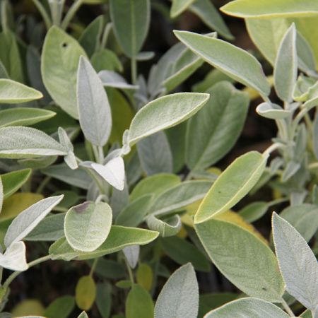 Echte Salbei 'Albiflora'