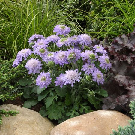 Japanische Skabiose 'Ritz Blue'