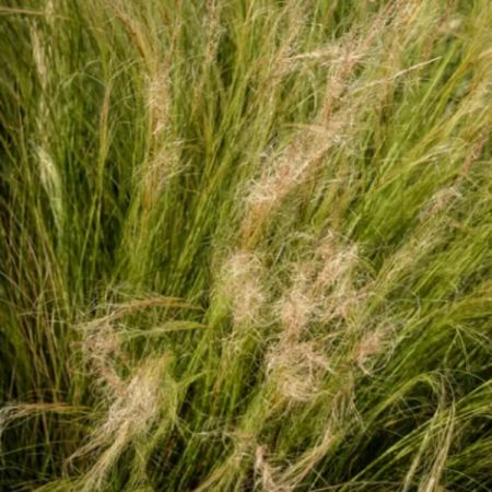 Federgras 'Elegantissima'