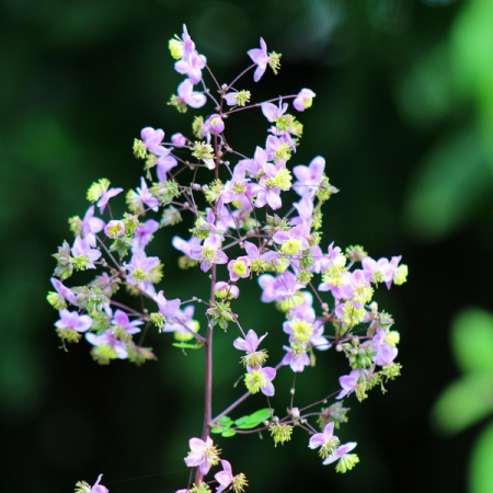 Wiesenraute 'Ankum'