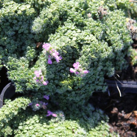 Thymian 'Elfin'