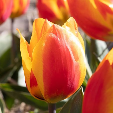 100 × Tulpen 'Flair'