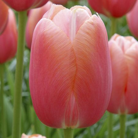 35 × Tulpen 'Menton'